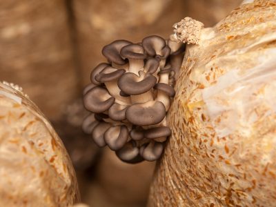 Autoclave Sterilized Mushroom Grain Bag