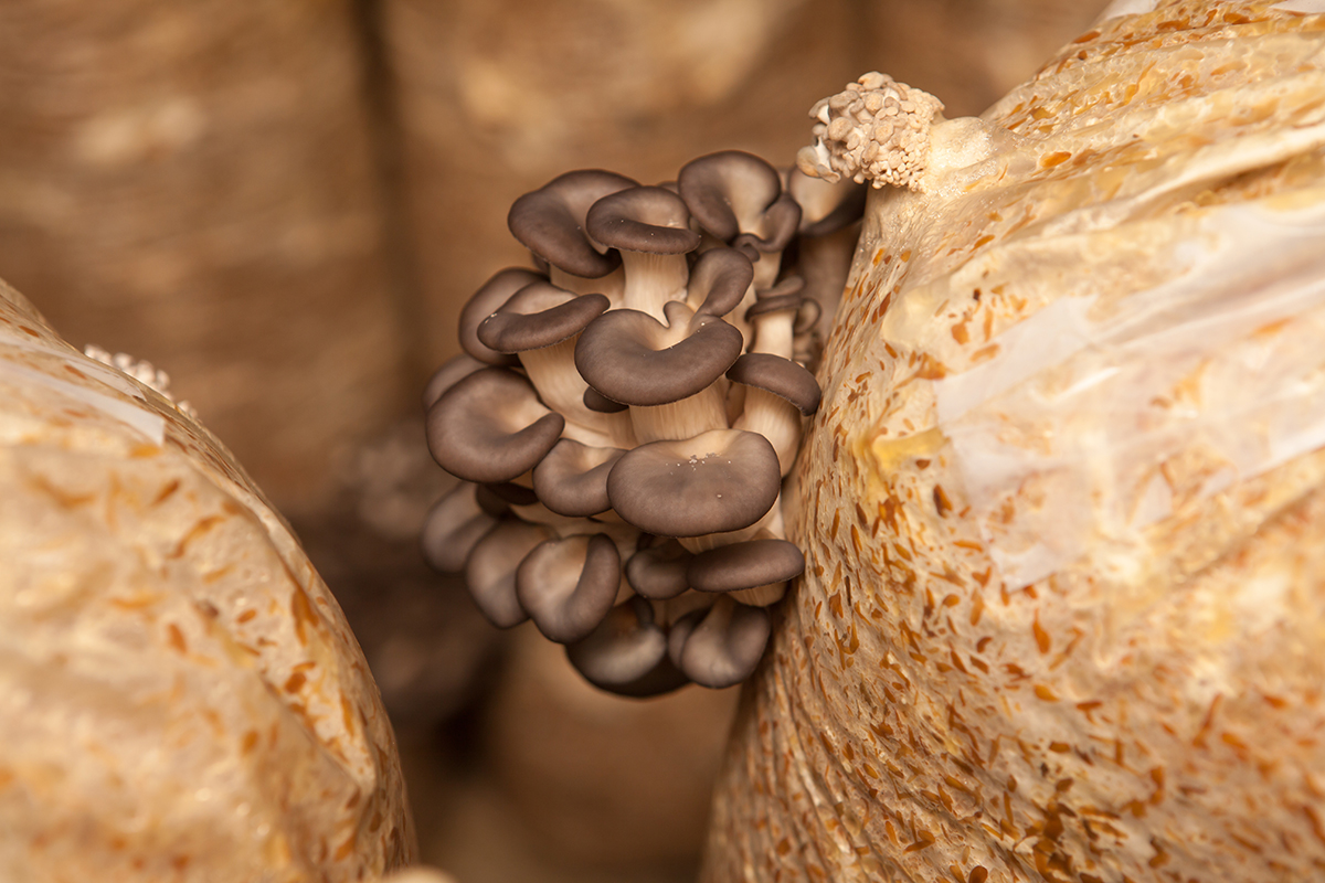 Autoclave Sterilized Mushroom Grain Bag